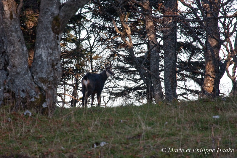 Chamois 5784_wm.jpg - Chamois dans la lumière du petit matin (Creux du Van, Neuchâtel, Suisse, octobre 2008)